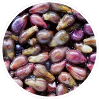 Grape Seed Extract