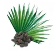 Saw Palmetto