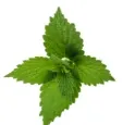 Nettle Extract (Leaf)
