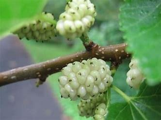  White Mulberry