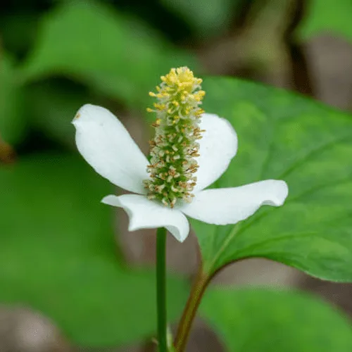 Houttuynia Cordata Thunb