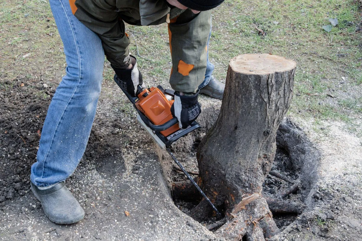 Tree stump removal in Parker, Colorado