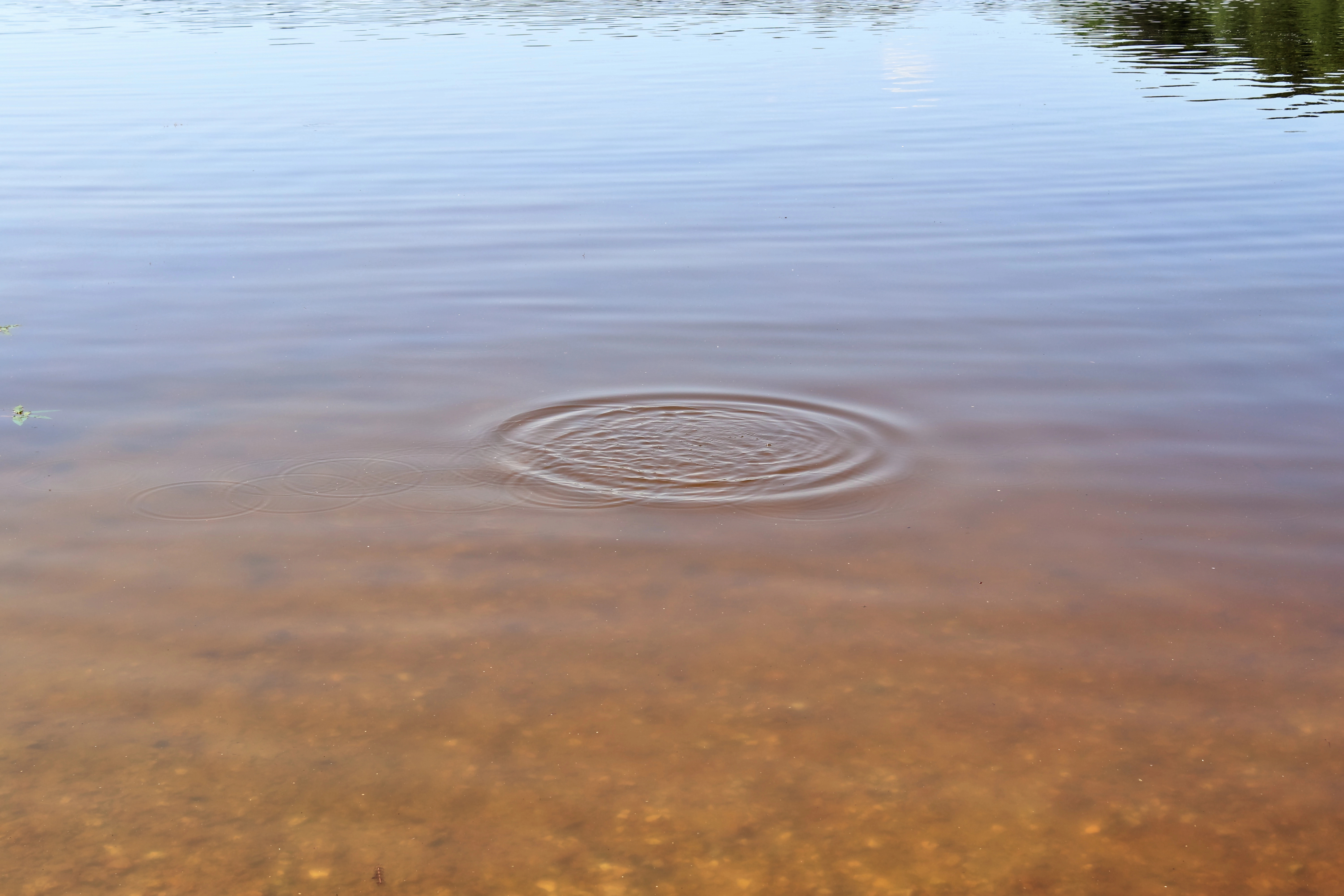 ripple in water