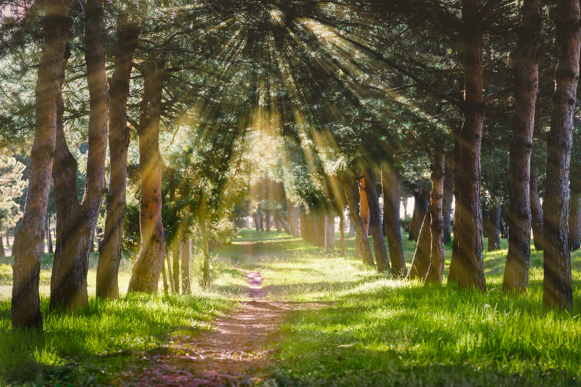 peaceful path through the trees