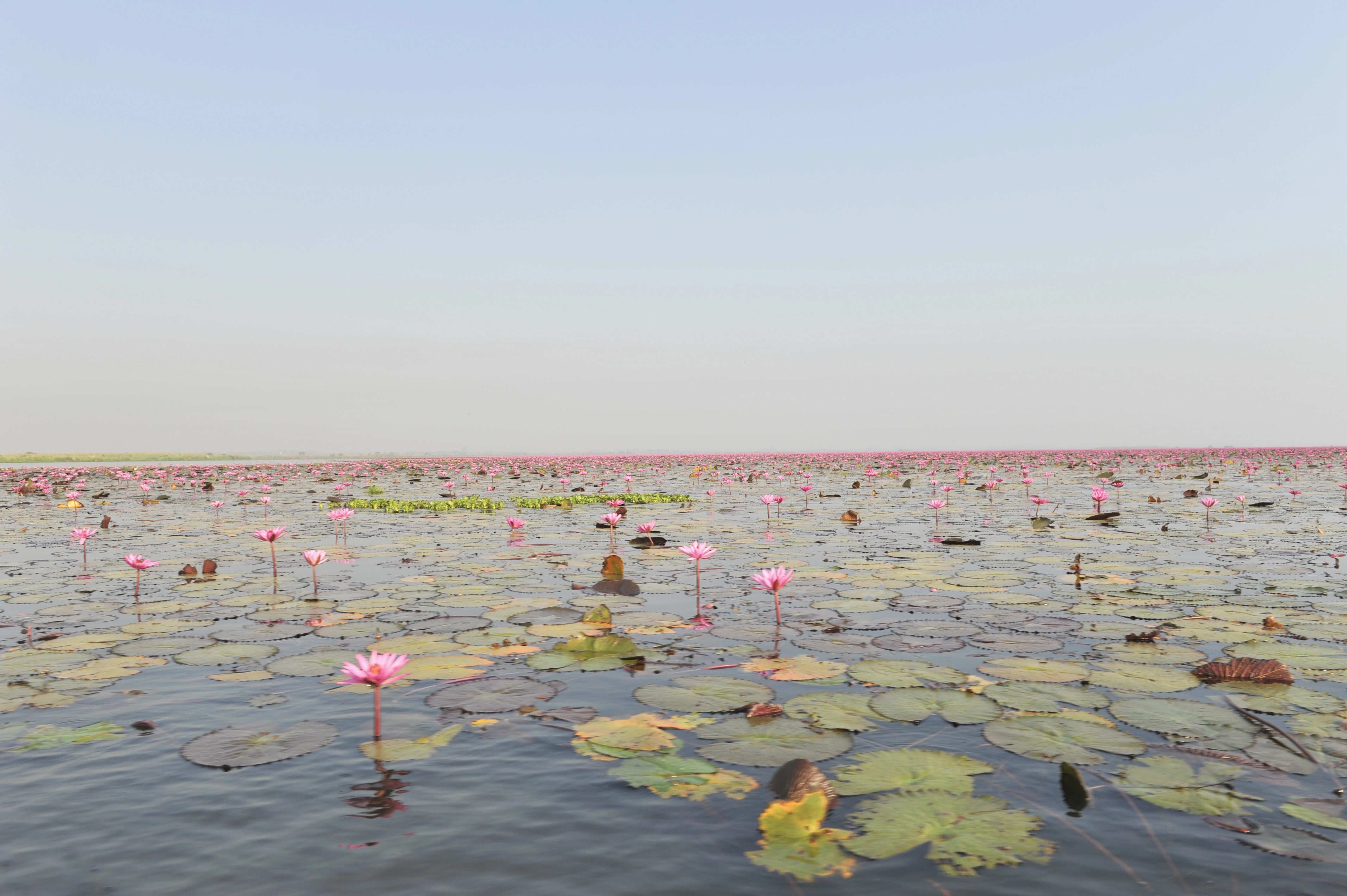 Expansive lake covered in soft pink water lilies under a hazy sky