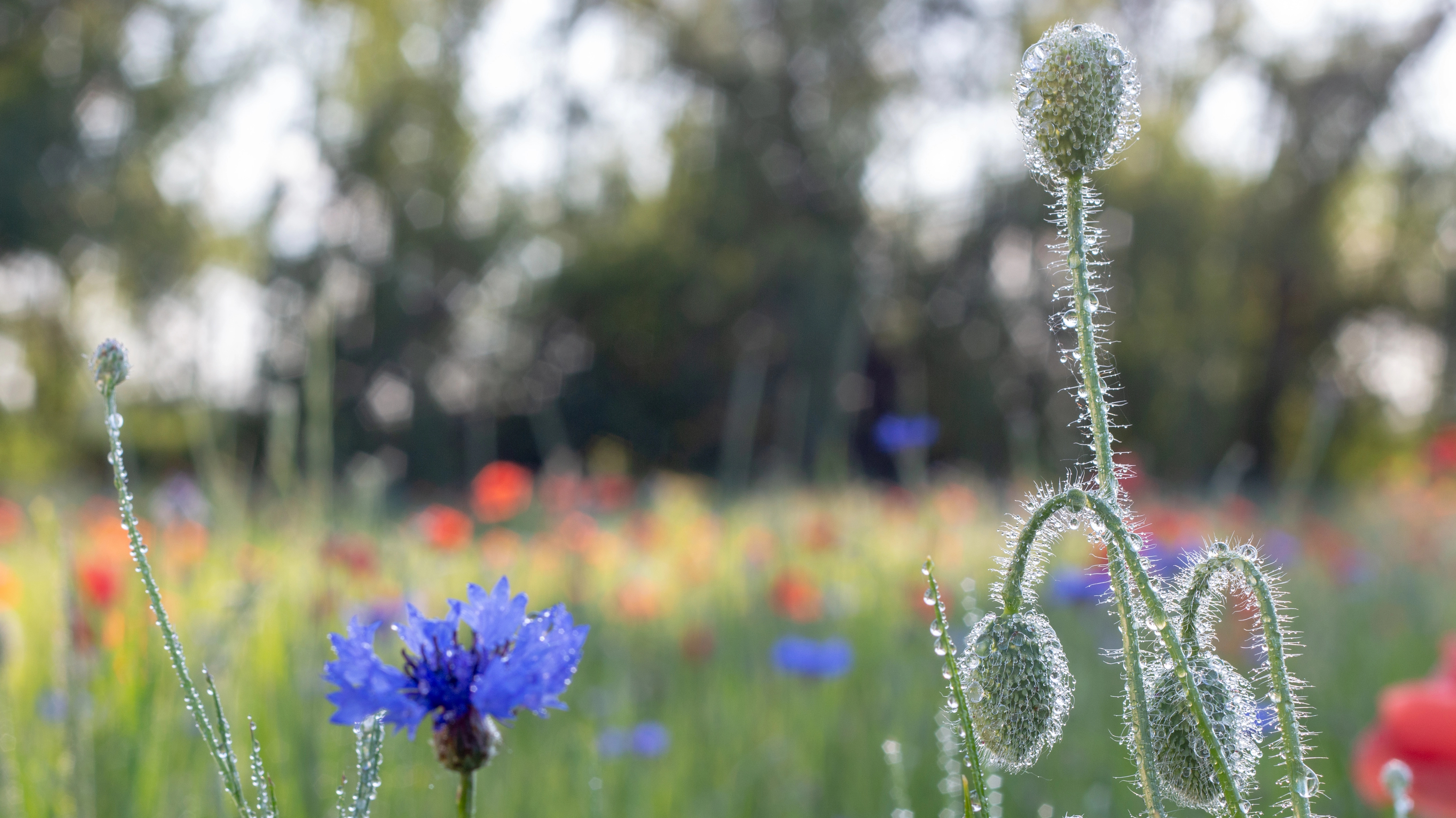 Soft focus wildflower meadow with blue cornflowers and red poppies in morning dew