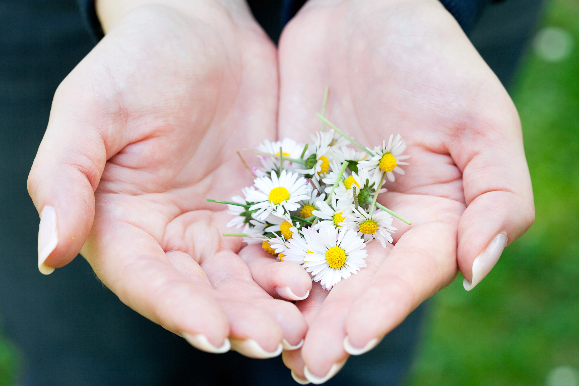 Two cupped hands gently holding a small cluster of white daisies