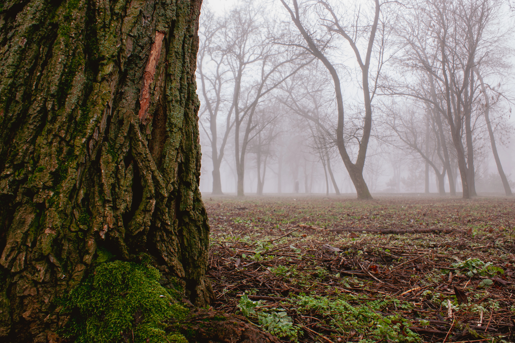 Close-up view of a mossy tree trunk opening onto a misty forest clearing with bare trees