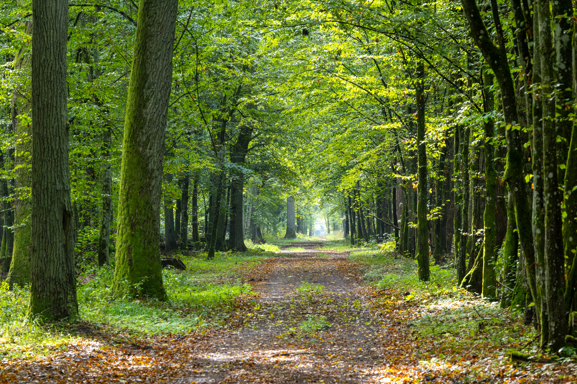 Sun-dappled path through a shaded forest canopy