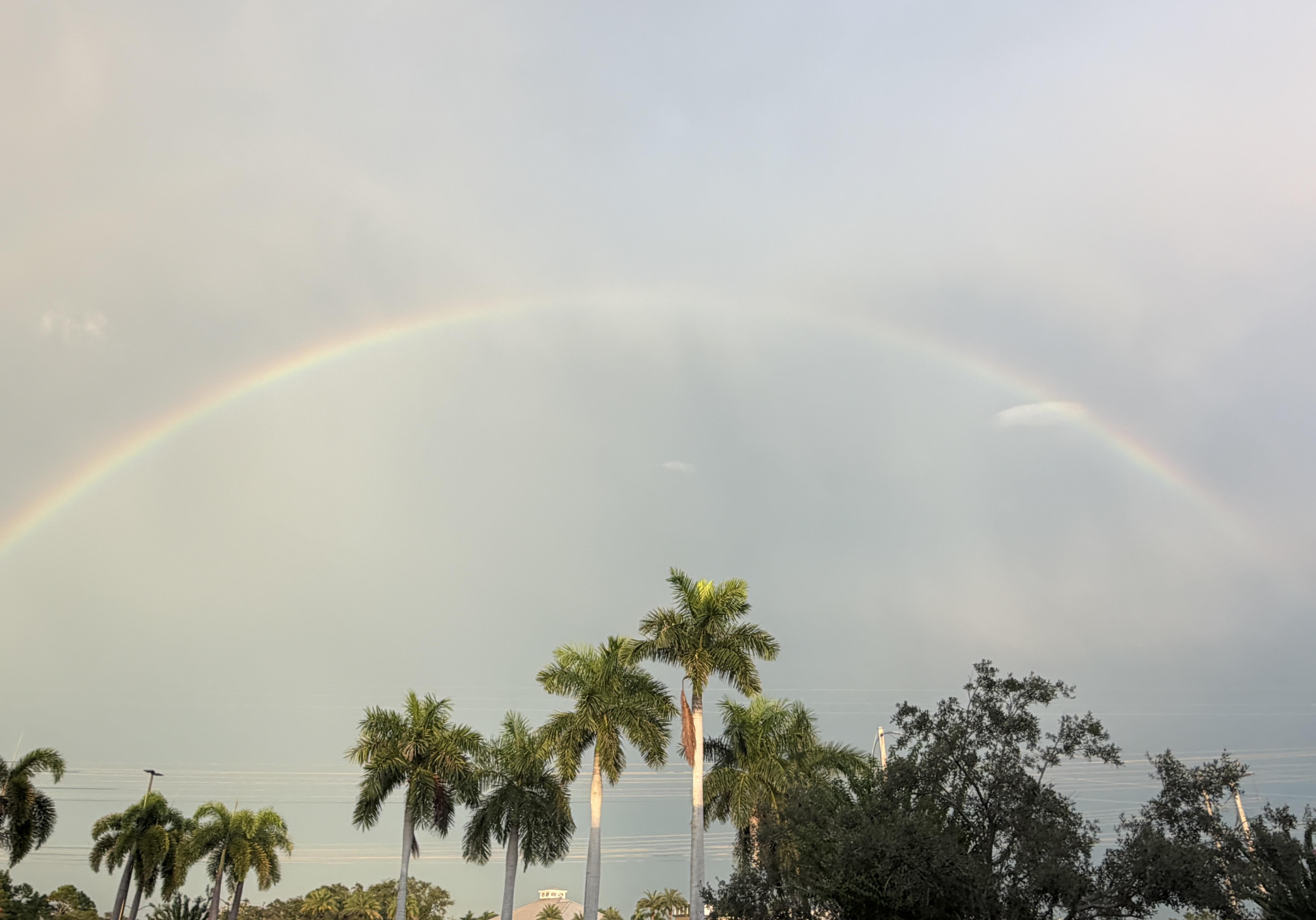 A full rainbow over palm trees against a soft grey sky