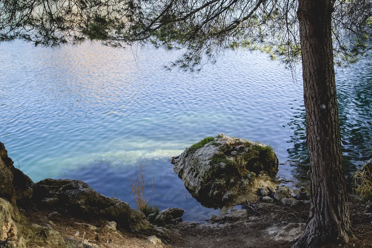 Calm turquoise water seen from a shaded shoreline beneath a pine tree