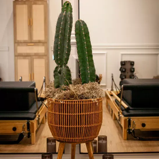 Rolled towels and a plant on a wooden shelf in a studio setting.