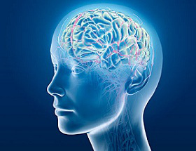 Illustration of the human brain representing how therapy reshapes neural connections
