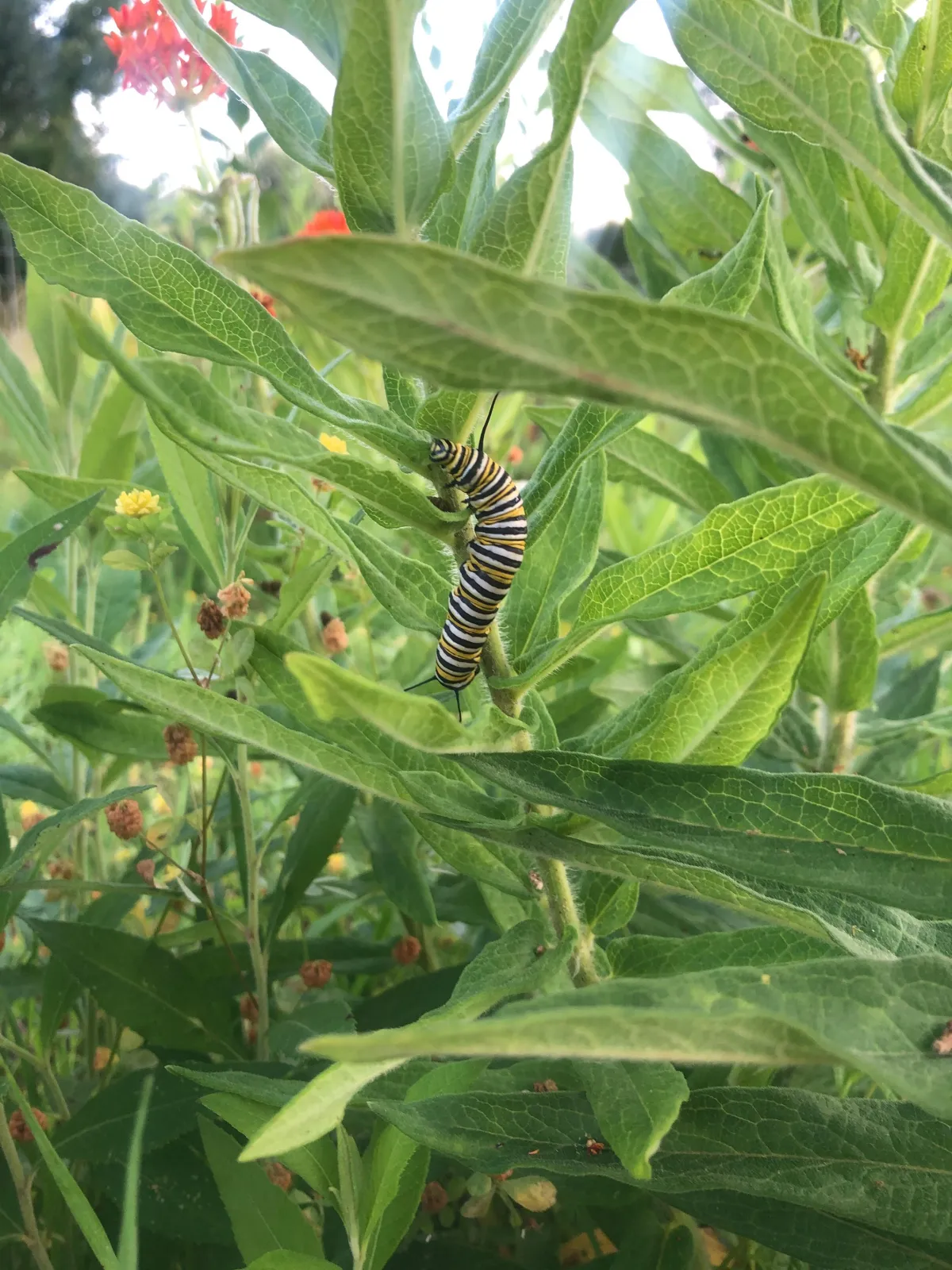 Books that Deepened my Connection to Nature as a Busy Mom
