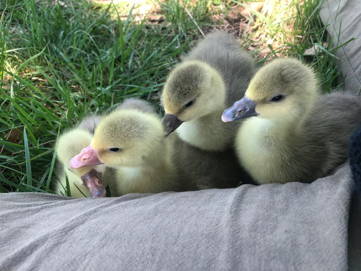 The Practical Guide to Slow Mothering: Part One