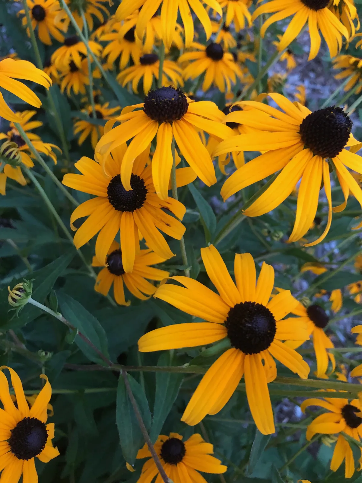 Pollinator Gardening as Your Seasonal Living Gateway