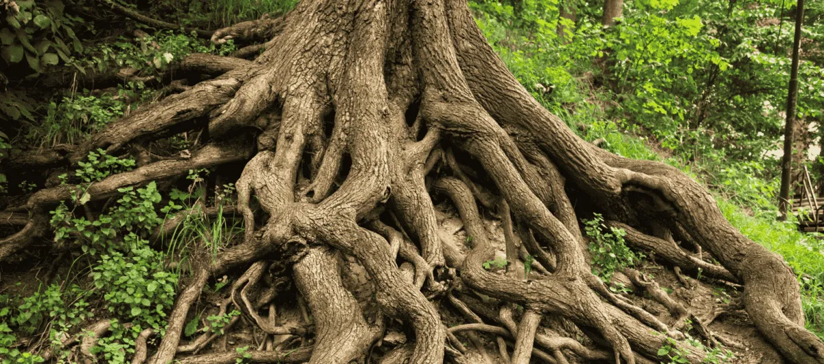 Tangled tree metaphore for a tangled mind that Mind Tamers will help tame.