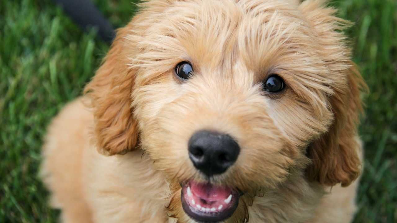 The Rise of Designer Dogs: What You Need to Know Before Adopting