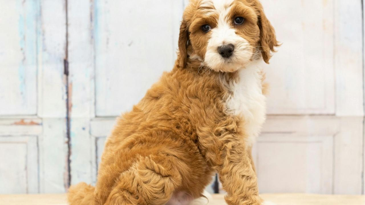 What Is the Best Age to Bring Home a Puppy?