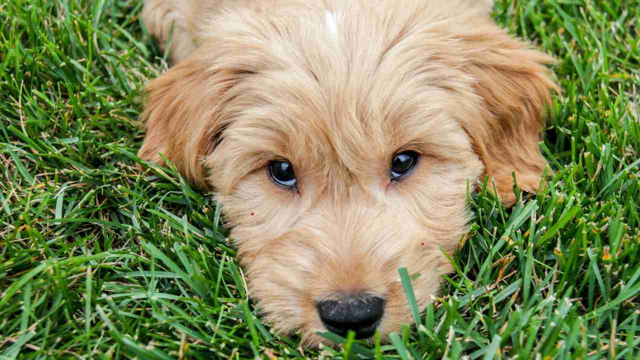 Top 10 Most Popular Designer Dog Breeds and Their Unique Traits