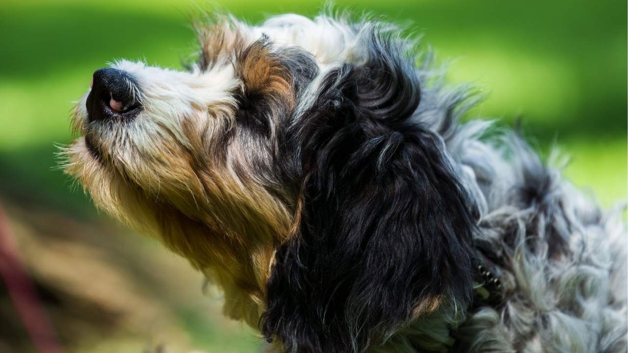 Bernedoodle Coat Types Explained