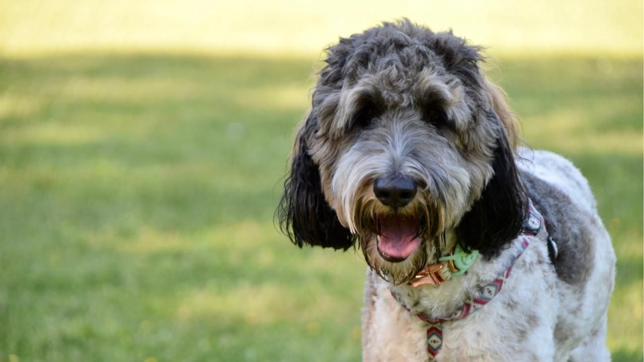 Do Bernedoodles Shed? What Buyers Should Know