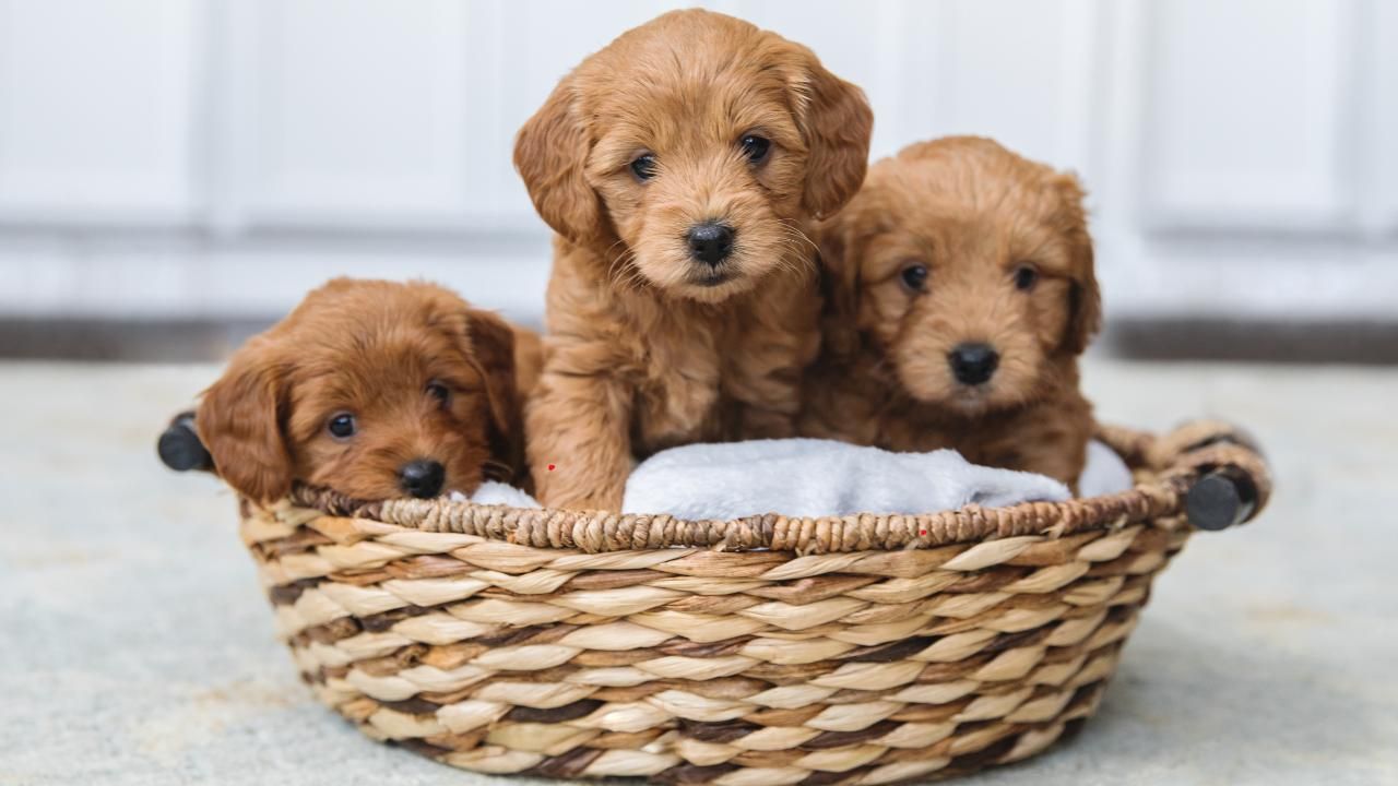 Designer Dogs vs. Purebreds: Understanding the Differences and Benefits