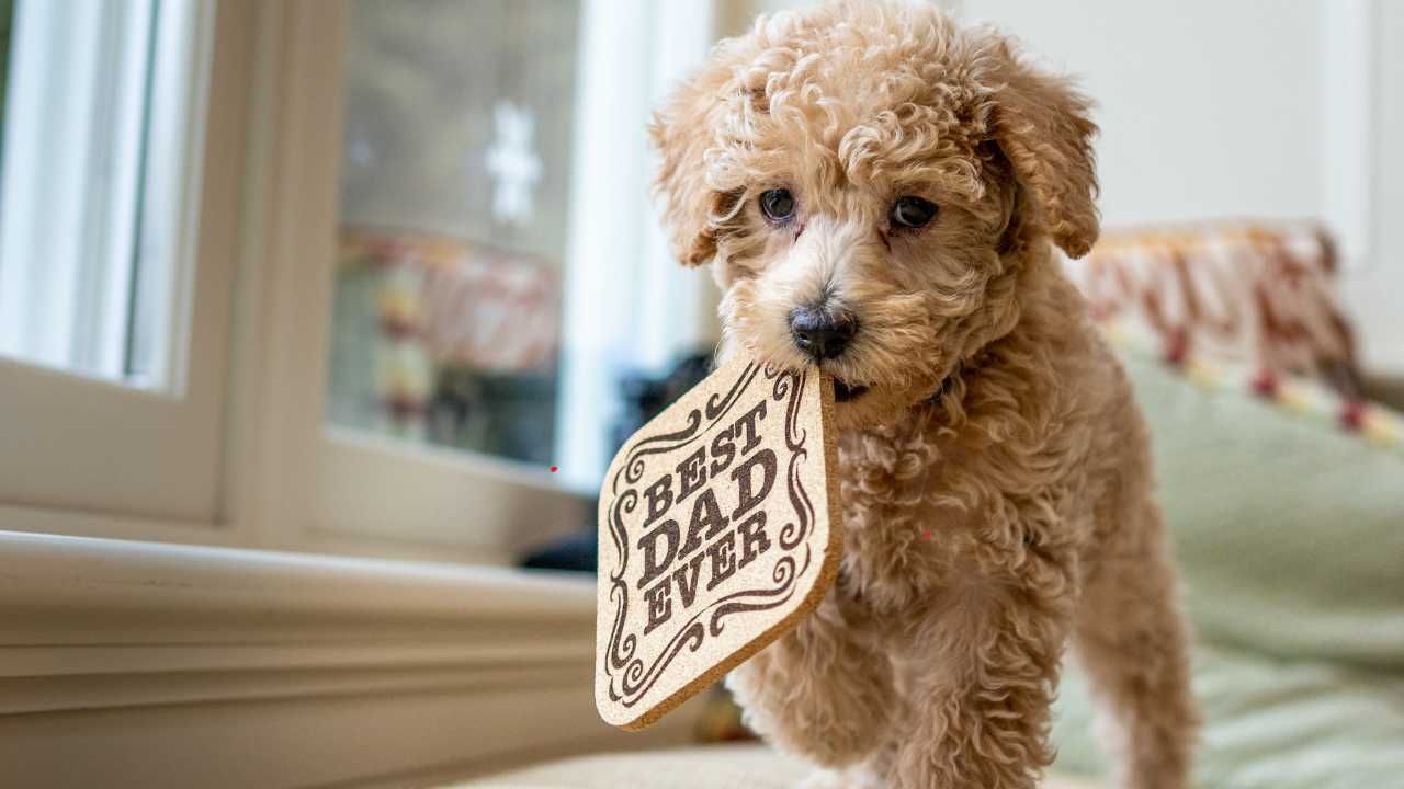 Are Designer Dogs the Right Fit for Your Family? A Comprehensive Guide
