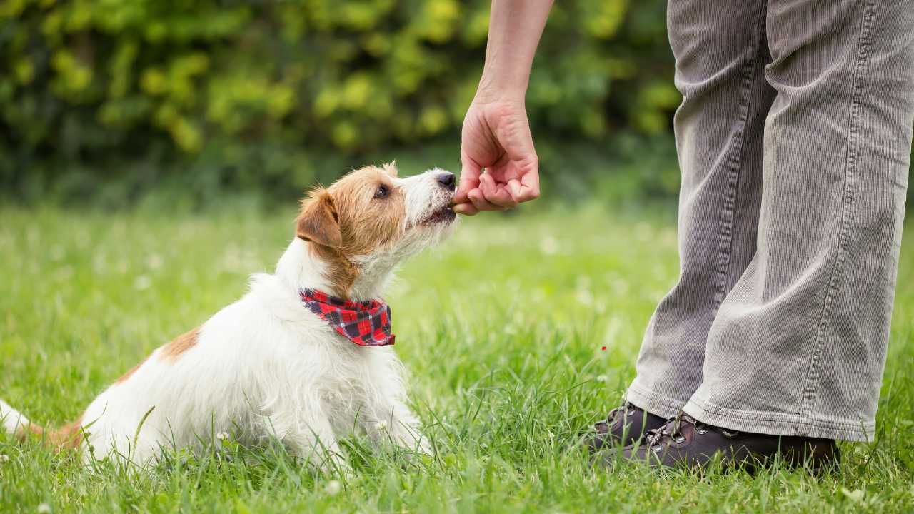 Training Your Designer Dog: Tips for Smart and Adaptable Breeds