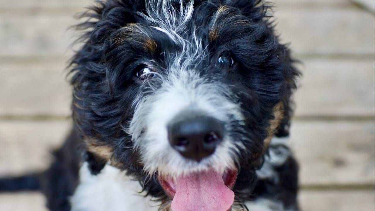 Red Flags to Watch for When Buying a Puppy