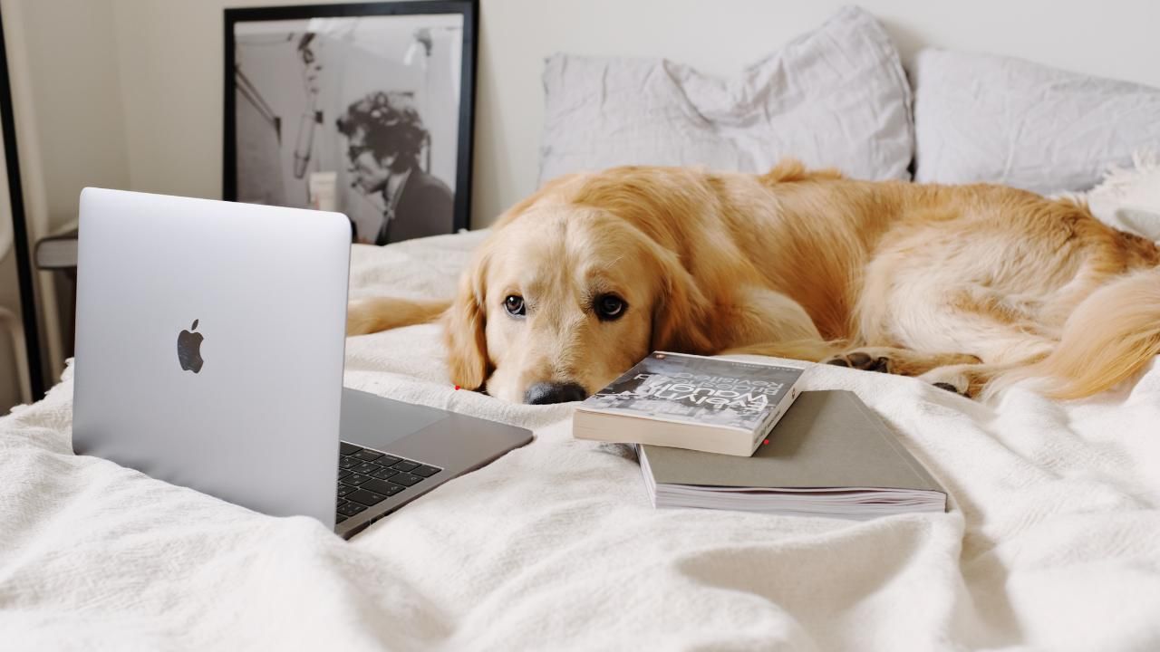 Designer Dogs for Apartment Living: Breeds That Thrive in Small Spaces