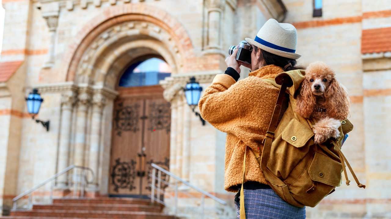 Traveling with Your Designer Dog: Tips for Stress-Free Trips