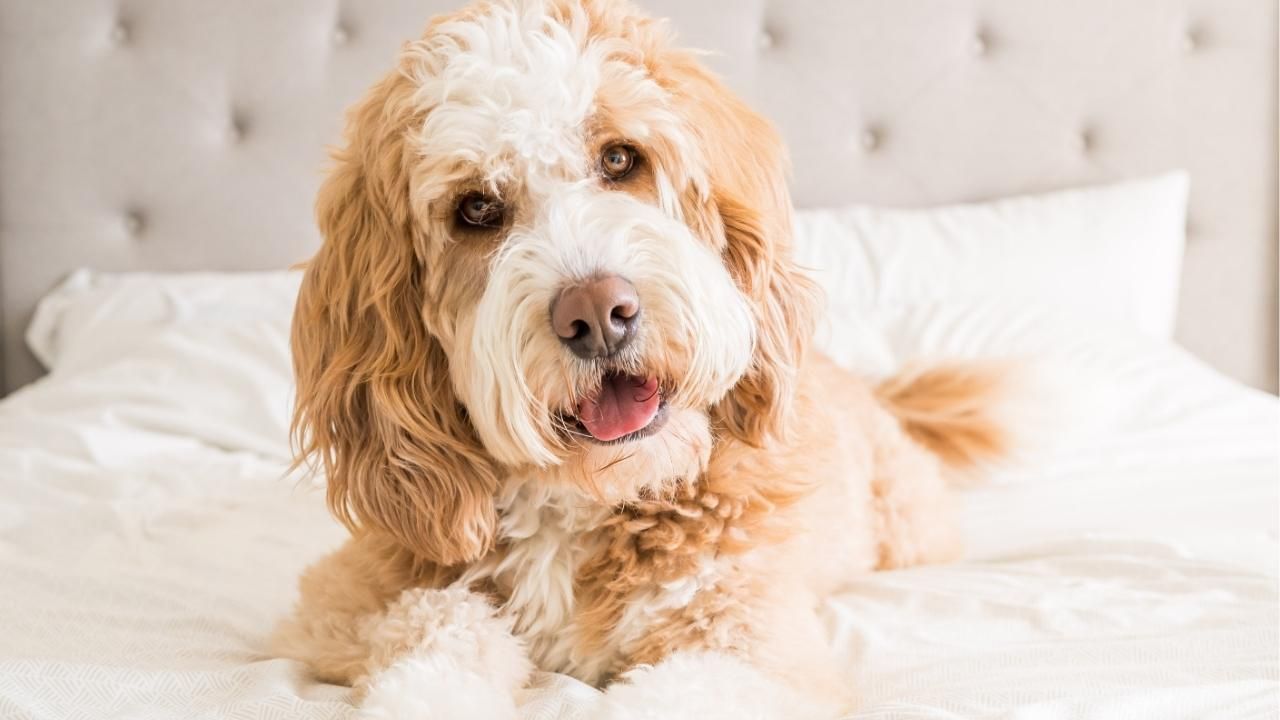 Are Bernedoodles Good With Kids?