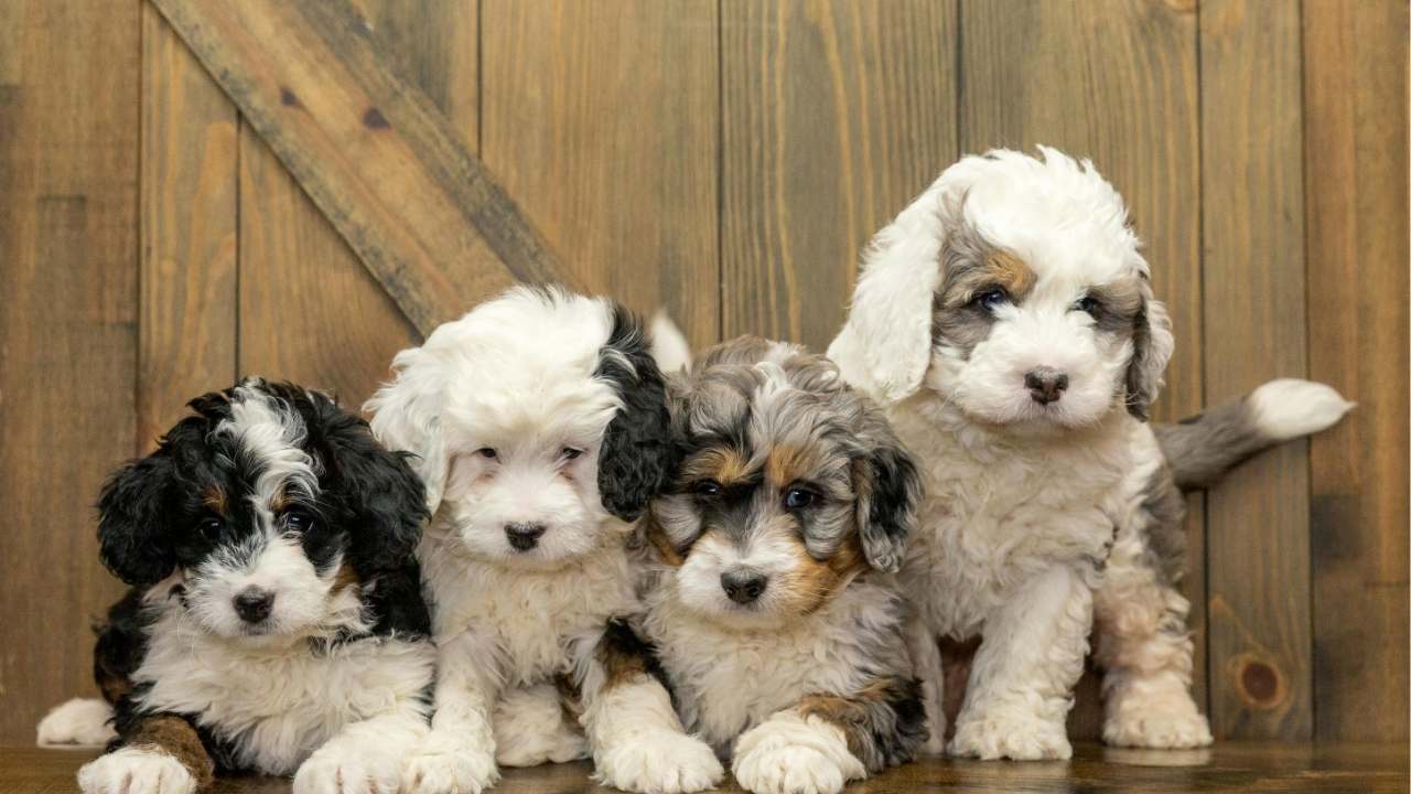 Why Temperament Matching Matters More Than Puppy Color