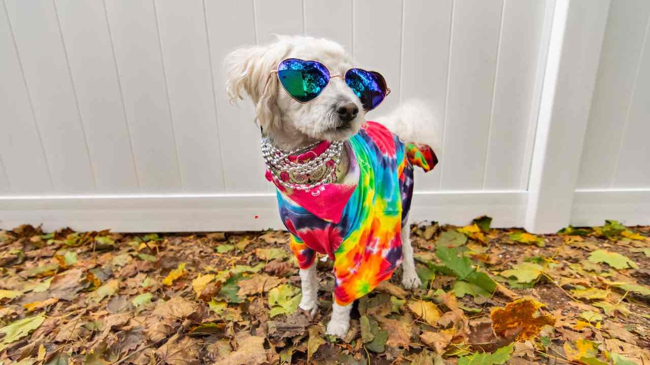 Designer Dog Fashion: Stylish Accessories for Your Posh Pup