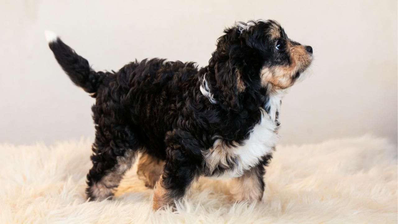 Questions to Ask Before Reserving a Puppy