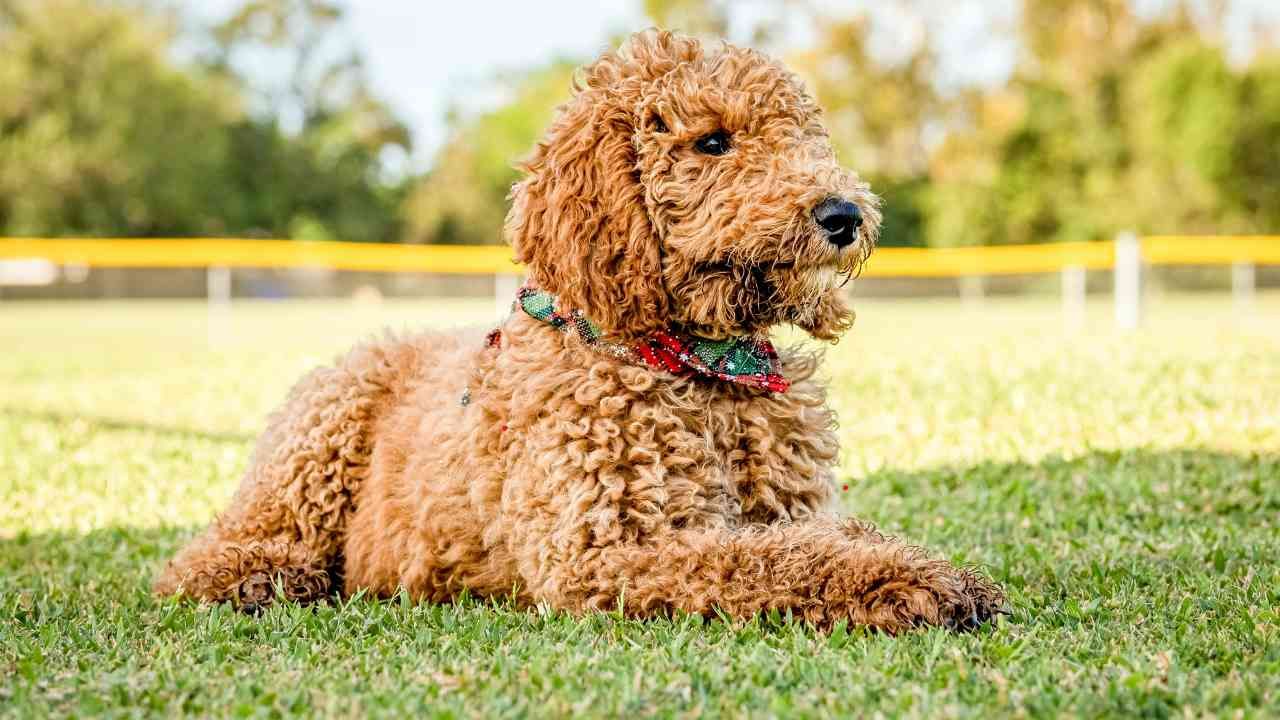Are Goldendoodles Truly Hypoallergenic? The Facts You Need to Know