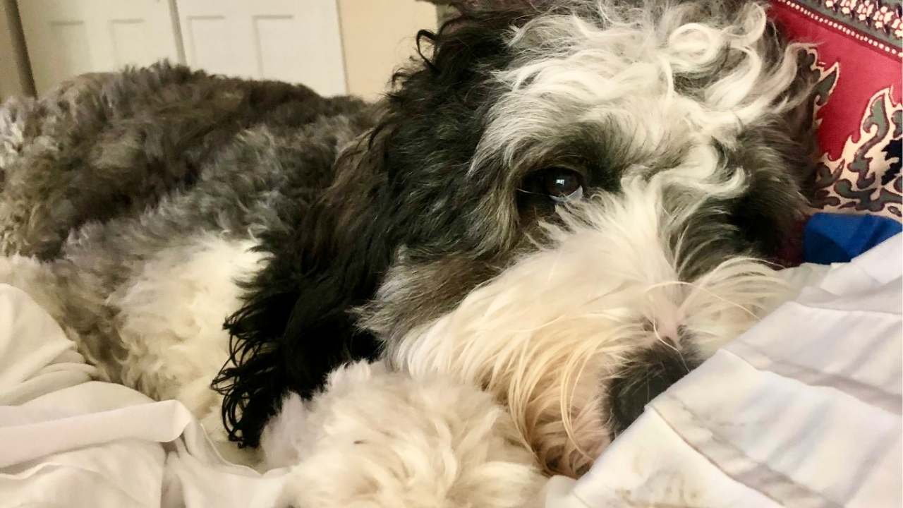 How to Help a Puppy Adjust to a New Home Faster