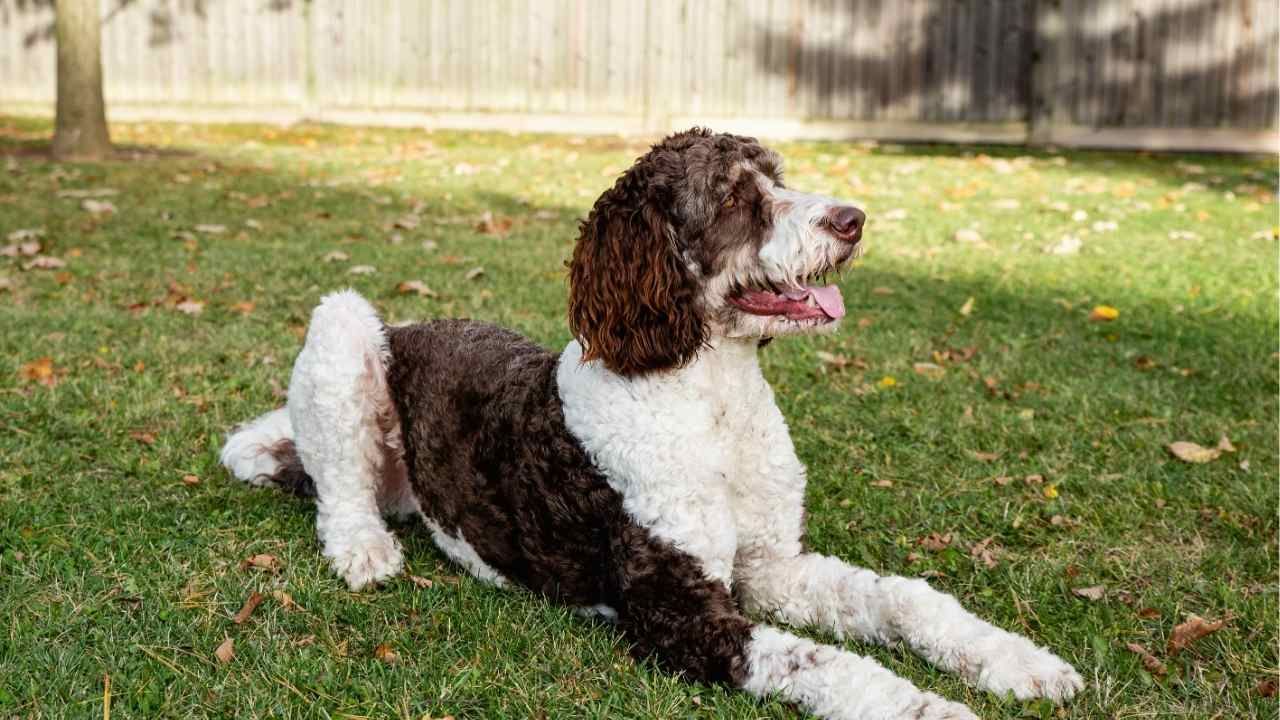 Bernedoodle vs Goldendoodle: Which Breed Fits Your Family Better?