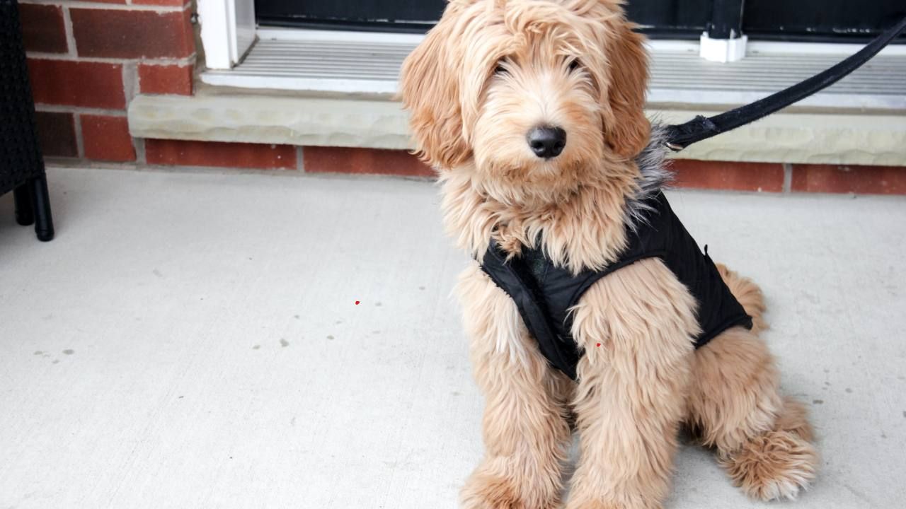 Goldendoodles as service dogs