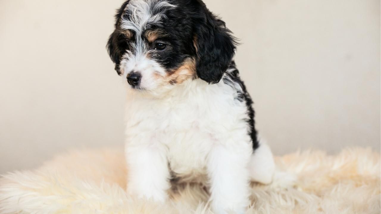 new puppy checklist