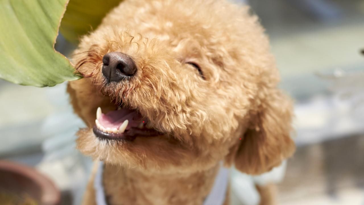 How to Choose the Right Puppy for Your Lifestyle