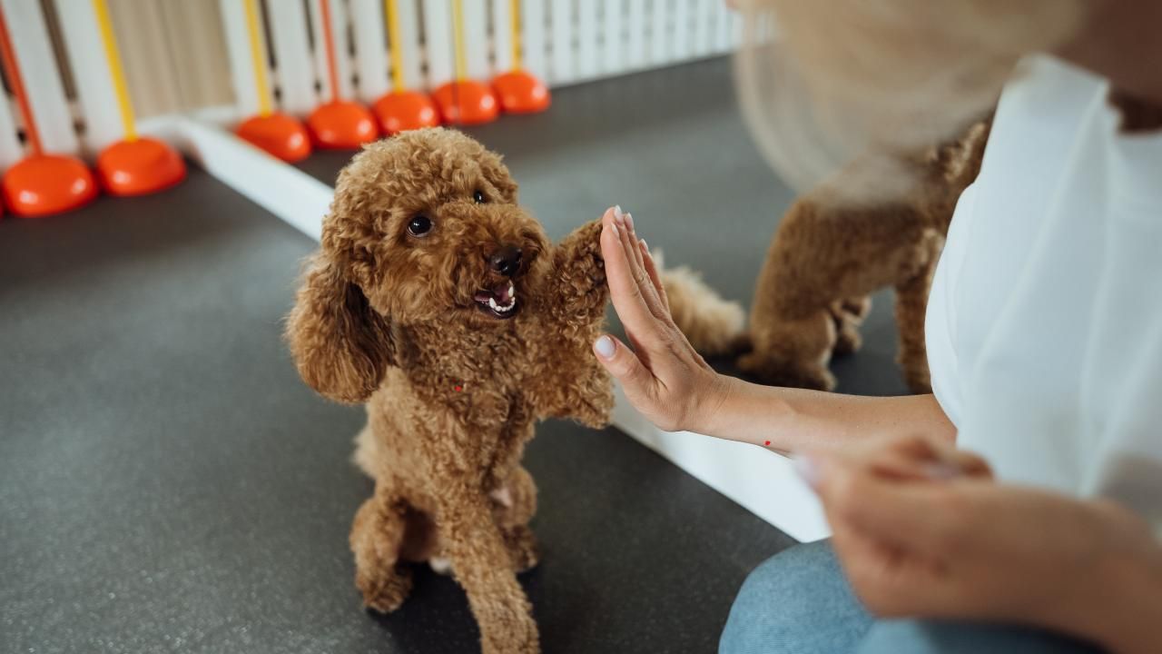 Why Fully Trained Dogs Are Worth Every Penny
