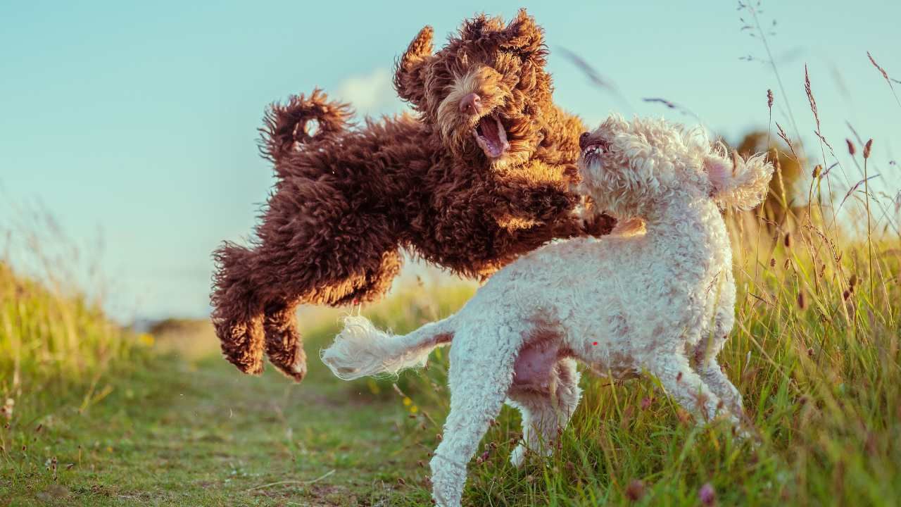 Can Bernedoodles Keep Up with Your Active Life?