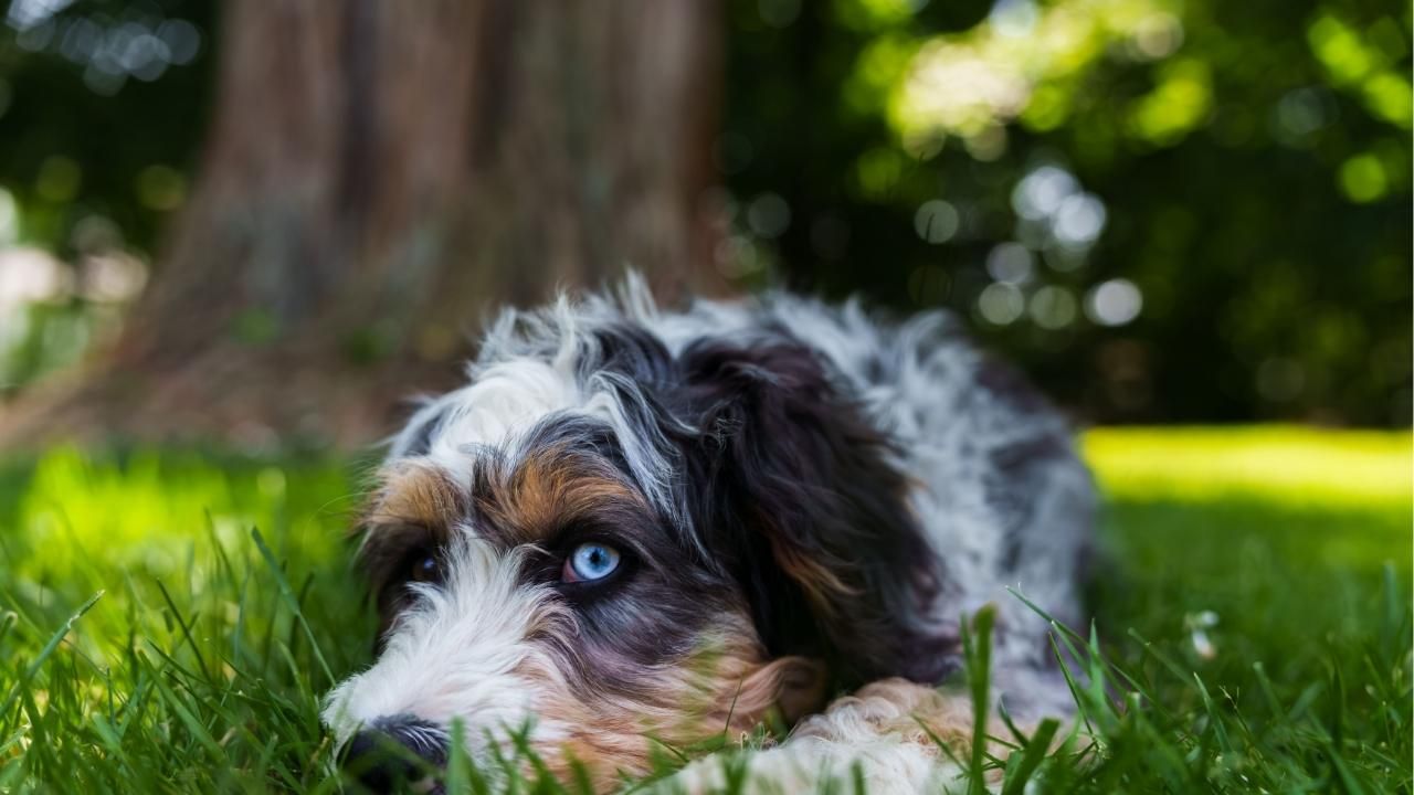 Bernedoodle Temperament: What Arizona Families Should Expect