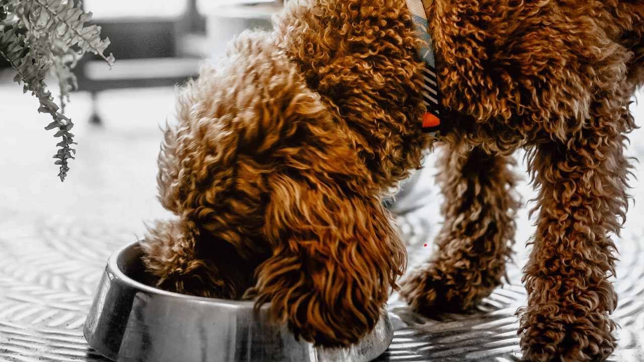 Puppy Nutrition 101: What to Feed Growing Puppies