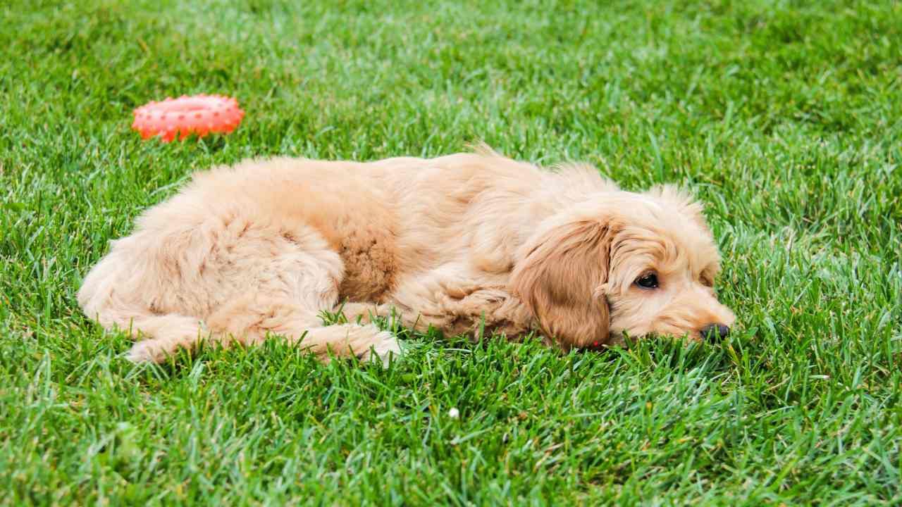 The Pros and Cons of Owning a Large Dog Breed