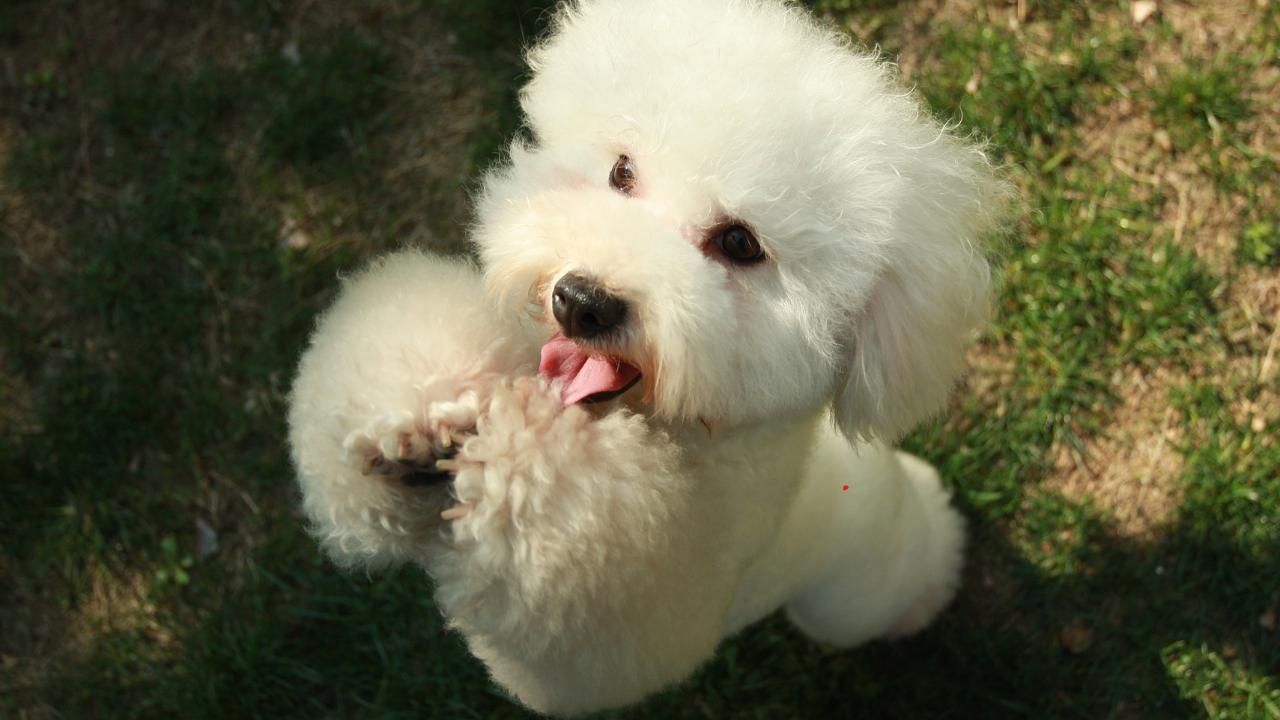 The First 48 Hours with Your New Puppy: A Survival Guide