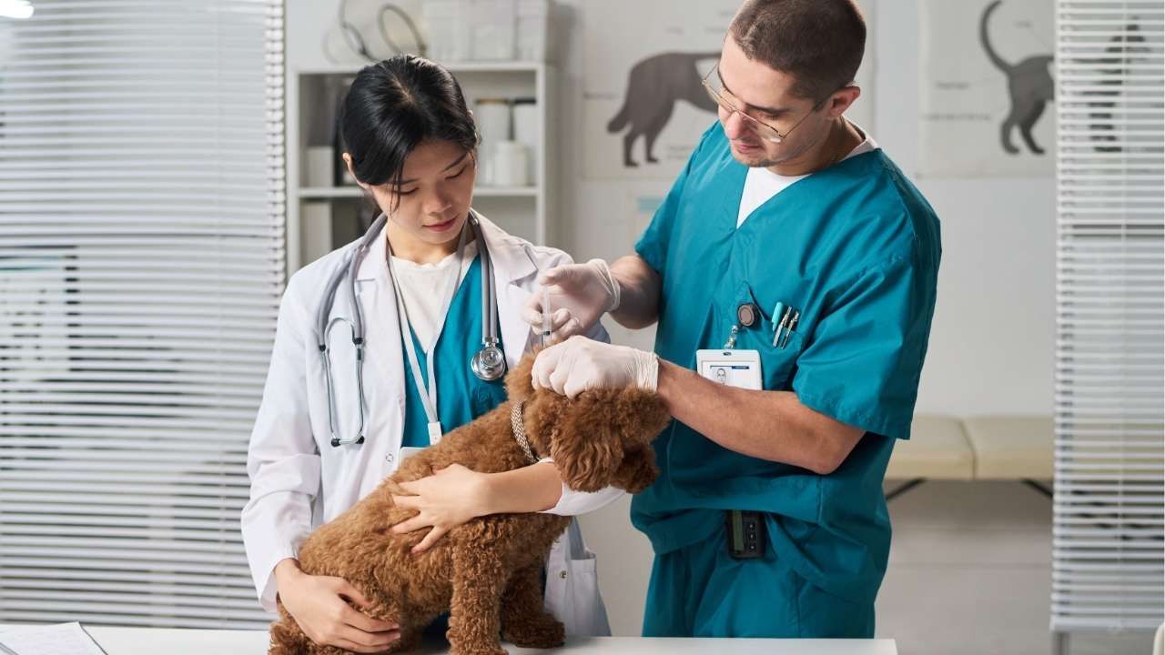 Vaccinations, Deworming, and Early Care Explained