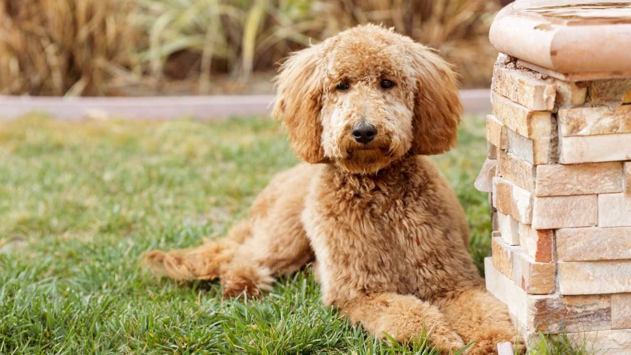 The Pros and Cons of Early Spaying and Neutering